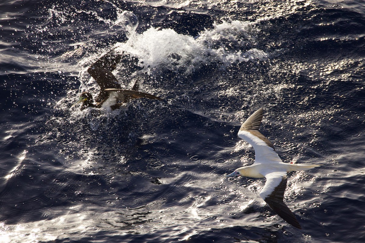 Красноногая олуша - ML646686750