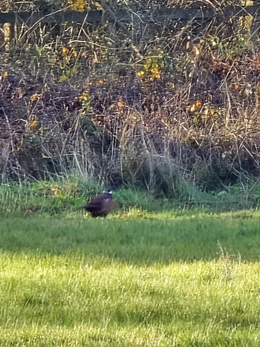 Фазан - ML646686751