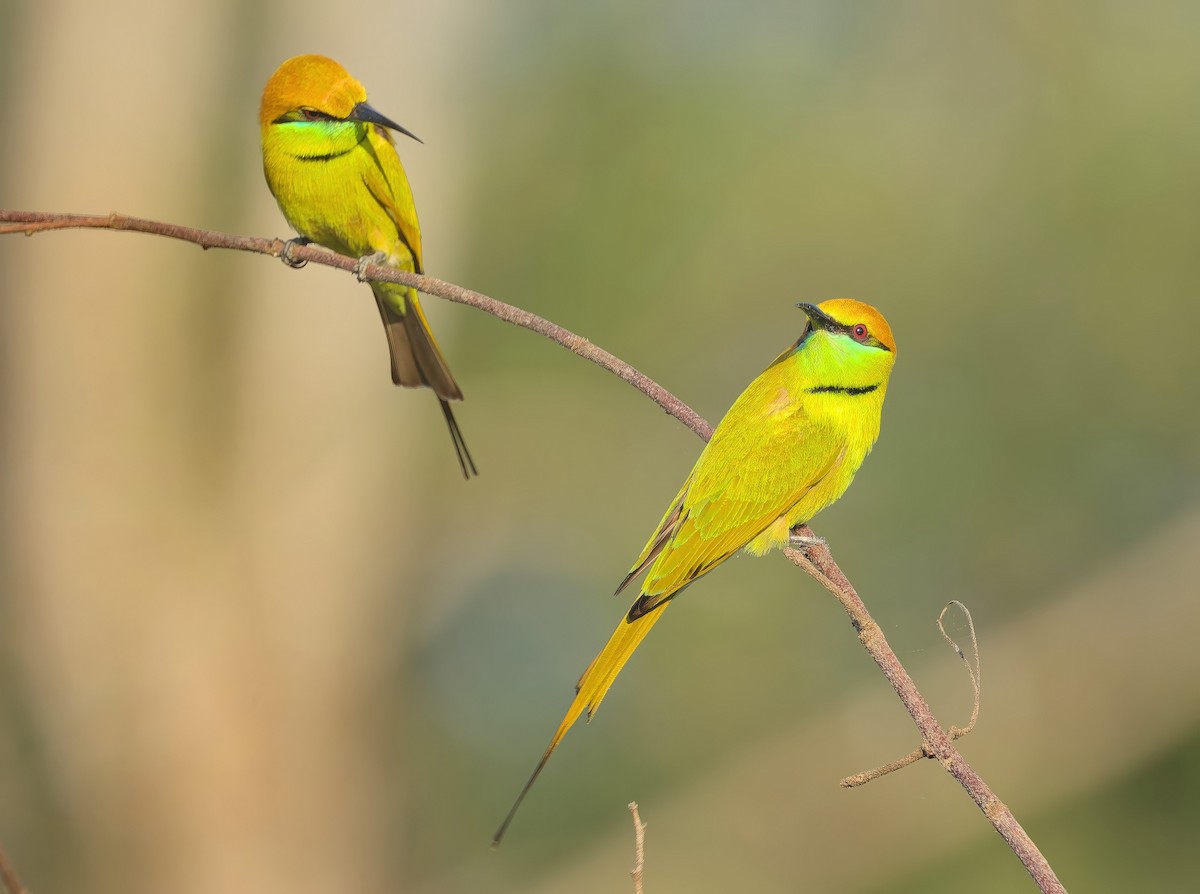 Asian Green Bee-eater - ML646686752