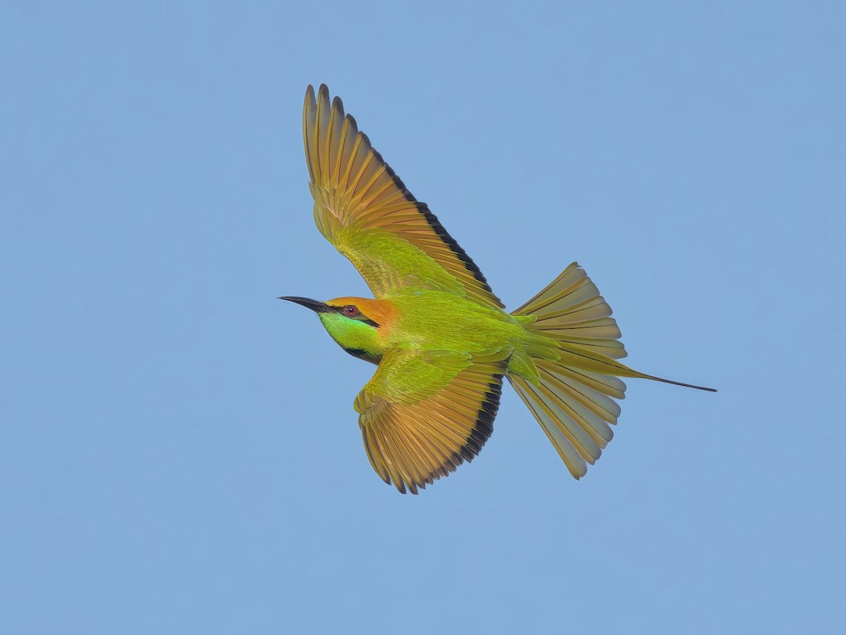 Asian Green Bee-eater - ML646686753