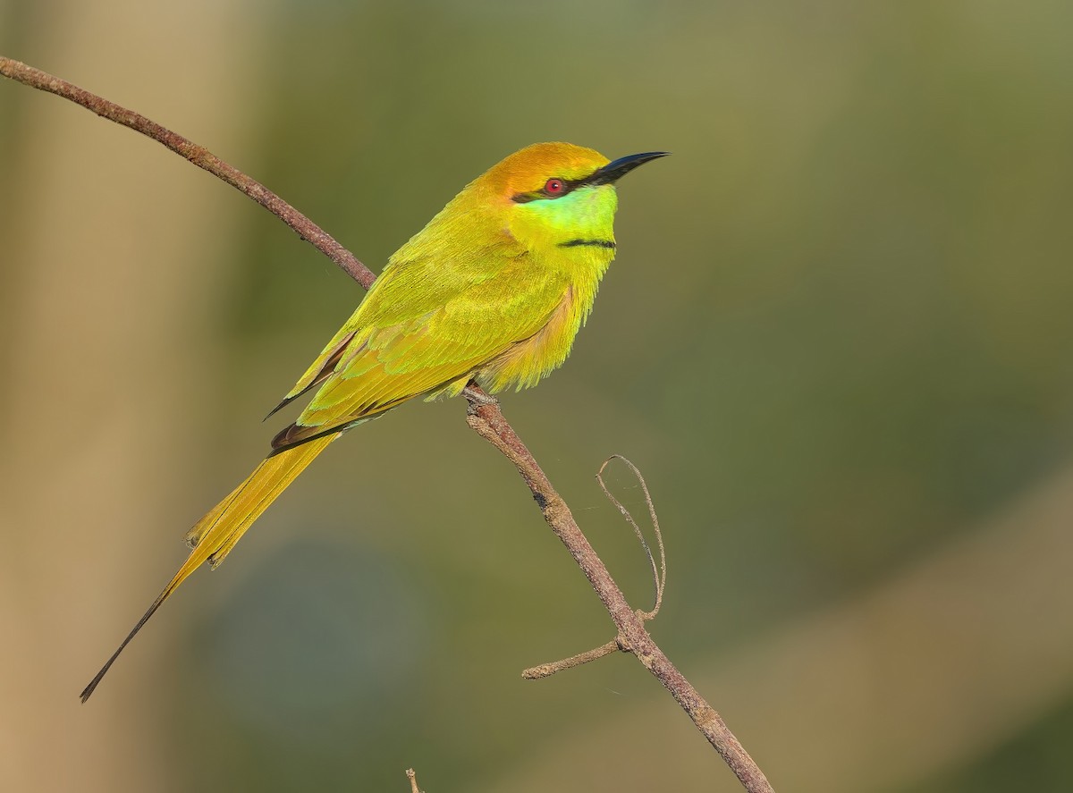 Asian Green Bee-eater - ML646686754