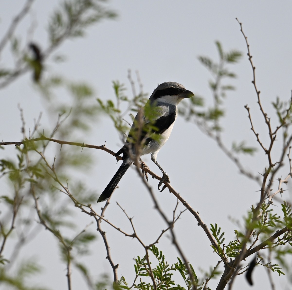Серый сорокопут (pallidirostris) - ML646686755