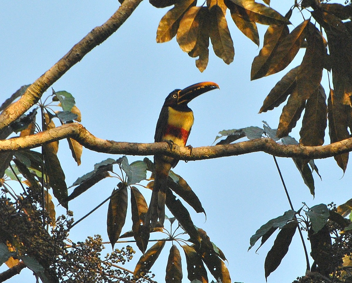 Каштановоухий арасари - ML646686756