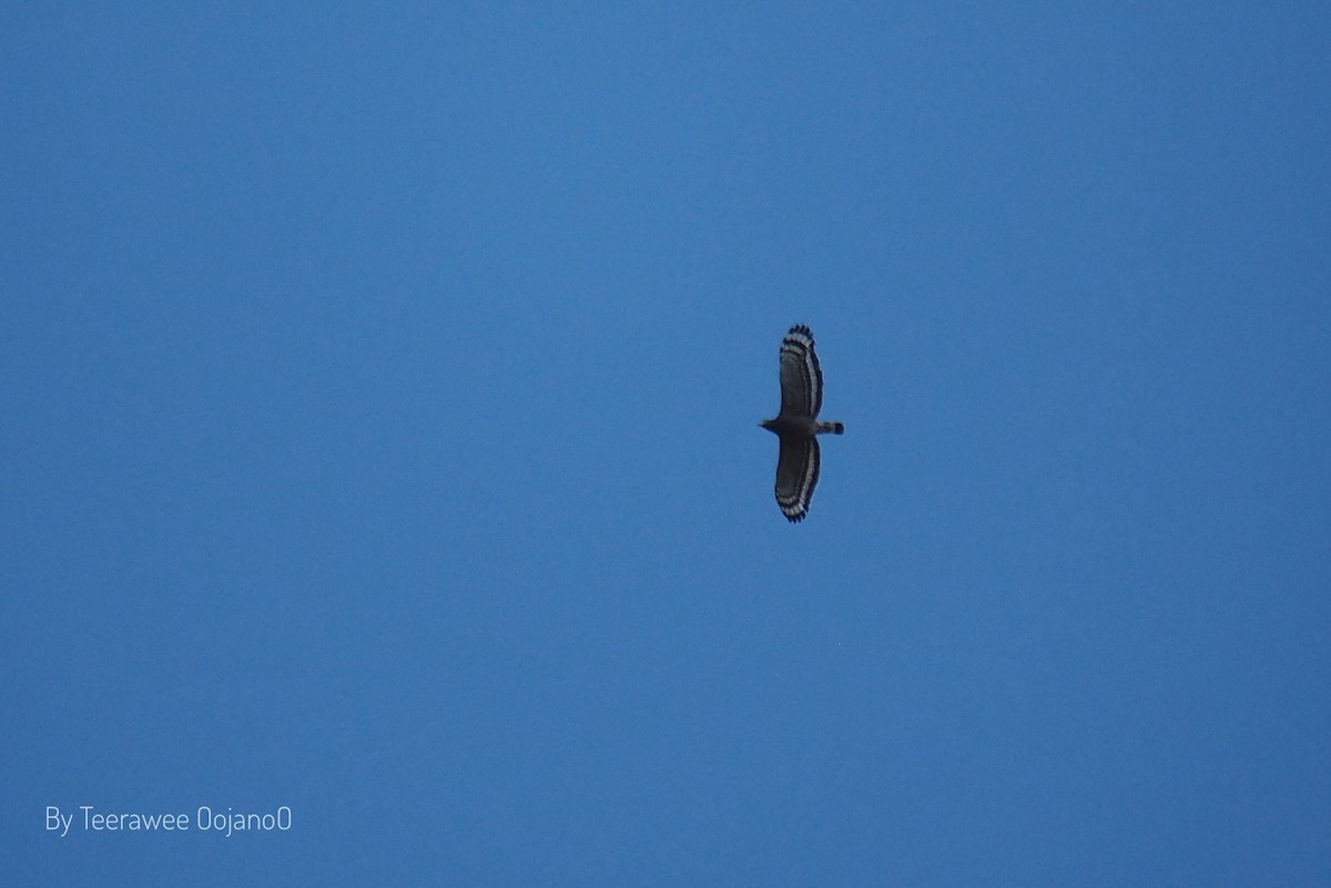 Хохлатый змееяд - ML646686757