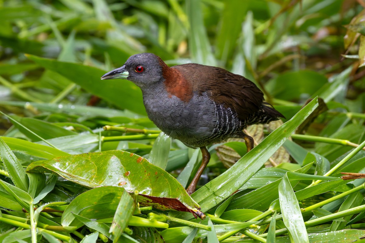 Серогрудый коростелёк - ML646686758