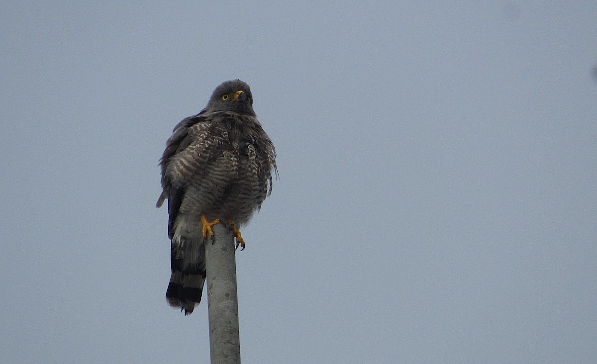 Дорожный канюк - ML646686761