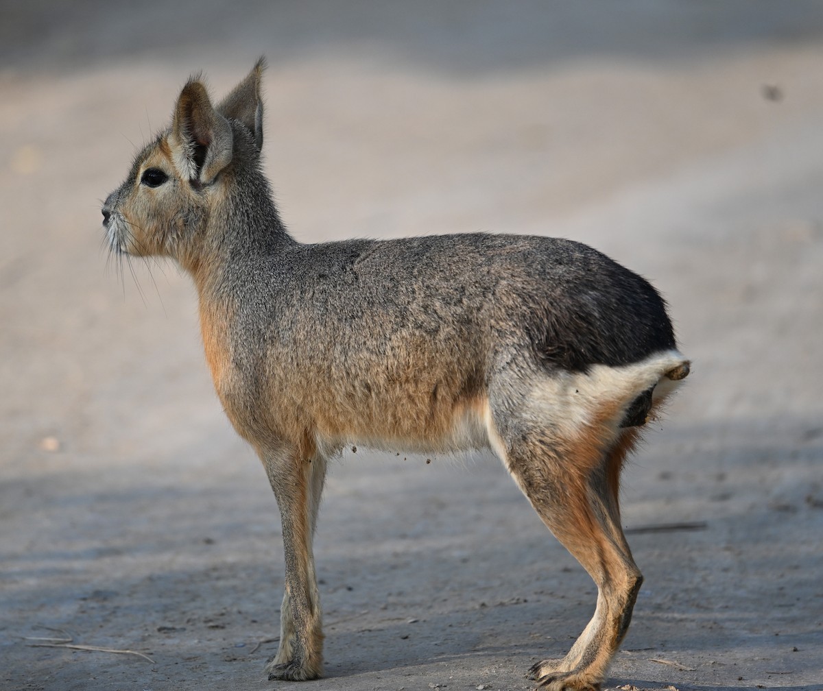 Capybara - ML646686764