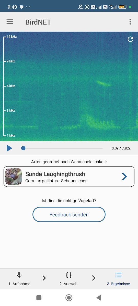 Зондская кустарница - ML646686767