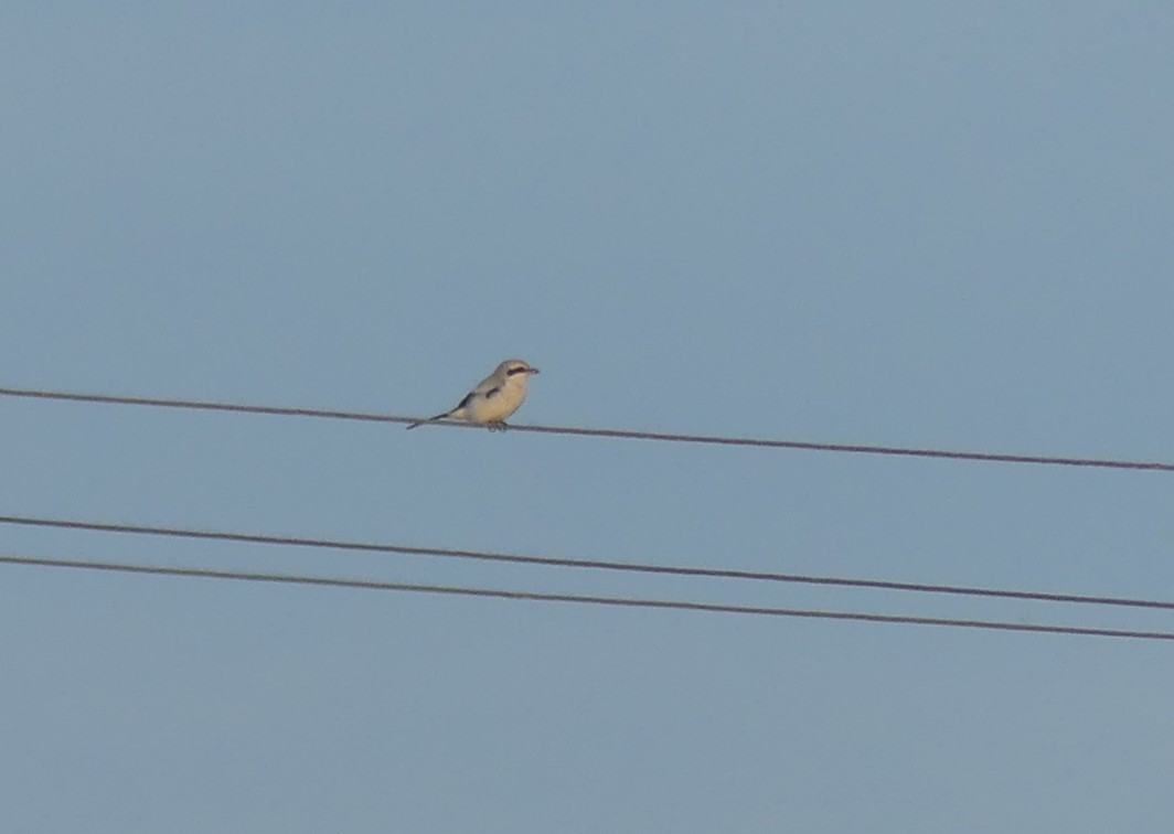 Серый сорокопут - ML646686768