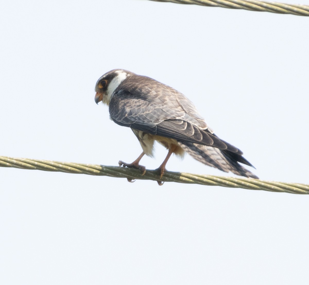 Браминский коршун - ML646686770