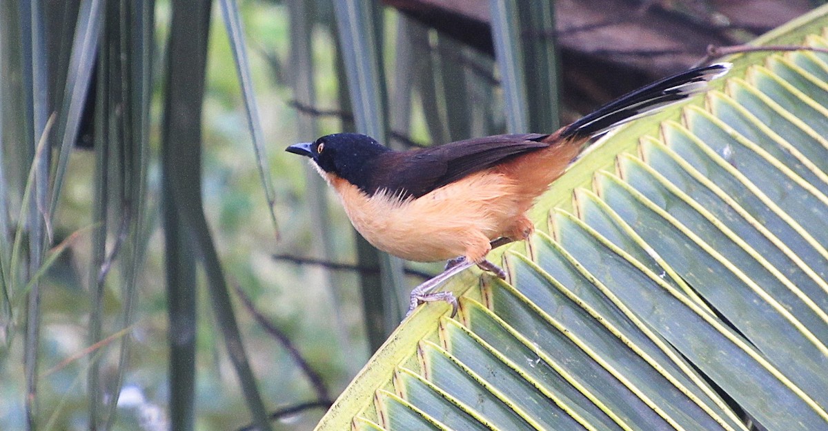 Donacobe à miroir - ML646686774