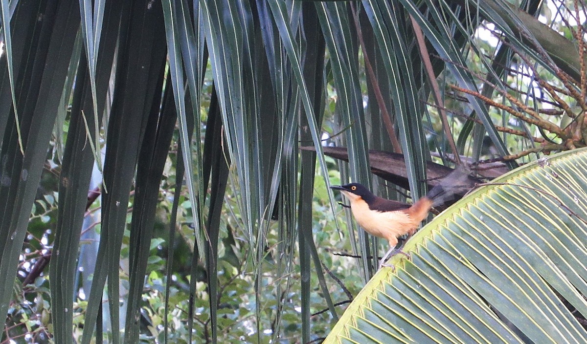 Donacobe à miroir - ML646686775