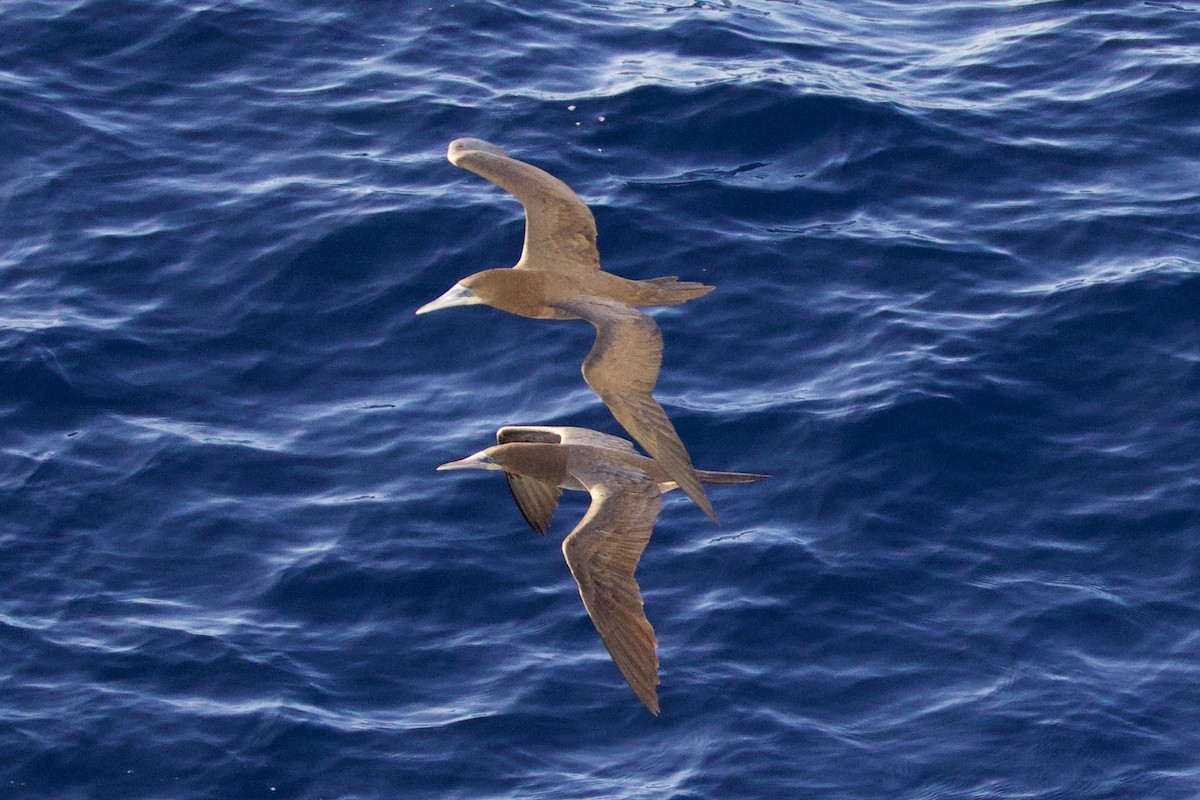 Бурая олуша - ML646686776