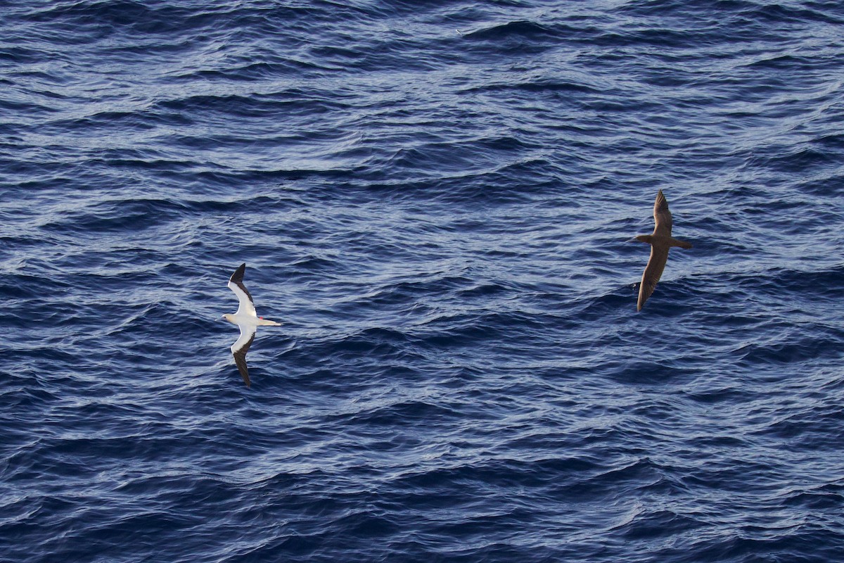 Красноногая олуша - ML646686777