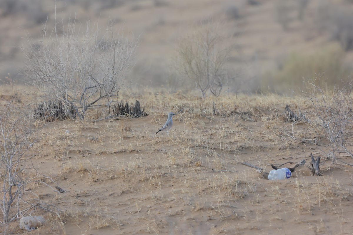 Саксаульная сойка - ML646686778