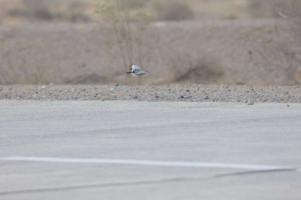 Саксаульная сойка - ML646686779