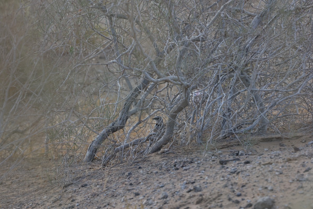 Саксаульная сойка - ML646686780