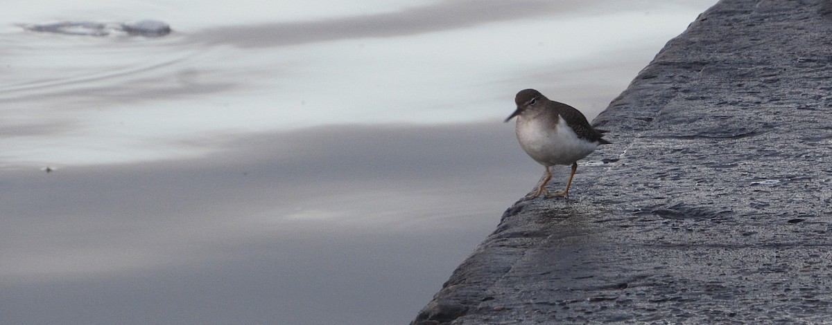 Chevalier grivelé - ML646686781