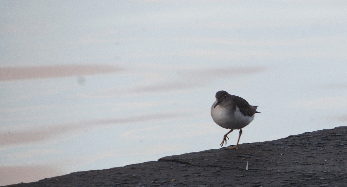 Chevalier grivelé - ML646686782