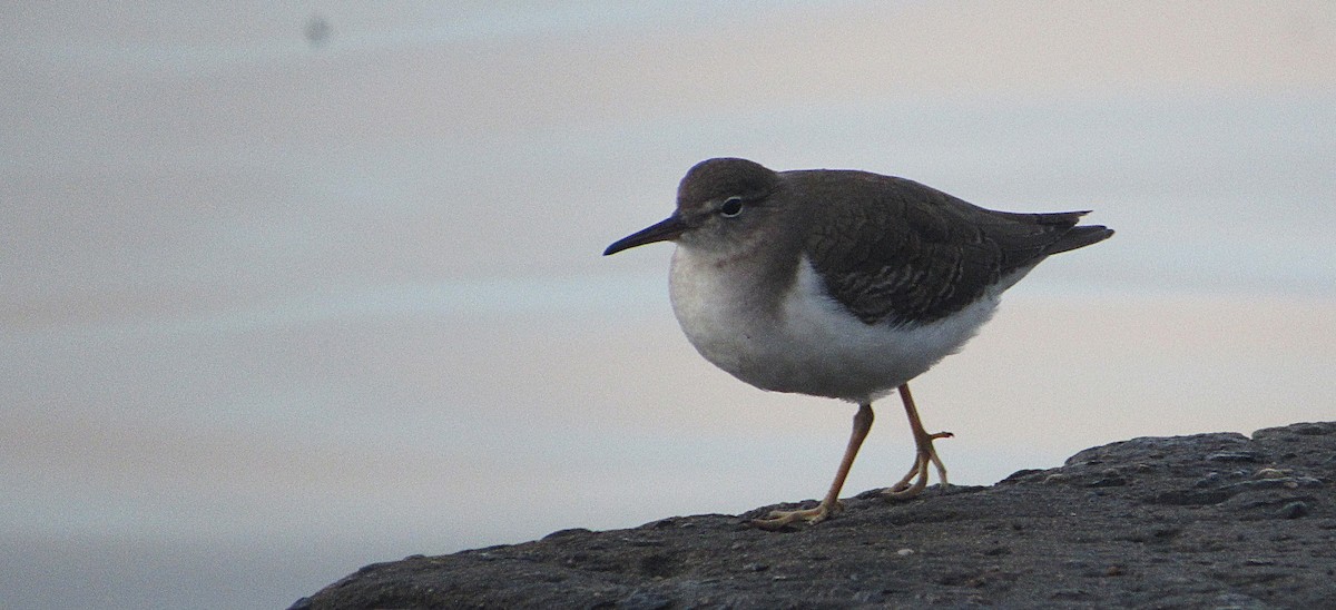 Chevalier grivelé - ML646686783