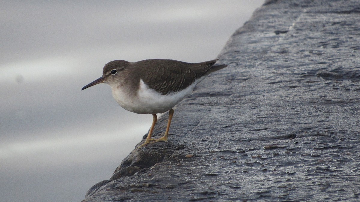 Chevalier grivelé - ML646686784