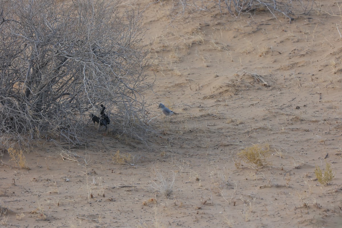 Саксаульная сойка - ML646686785