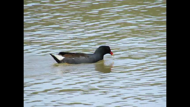 Common Gallinule - ML646686789