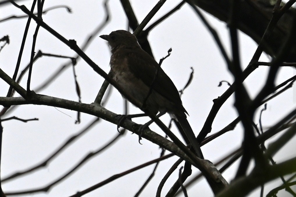 Zorzal Piquinegro (Amazónico) - ML646686800