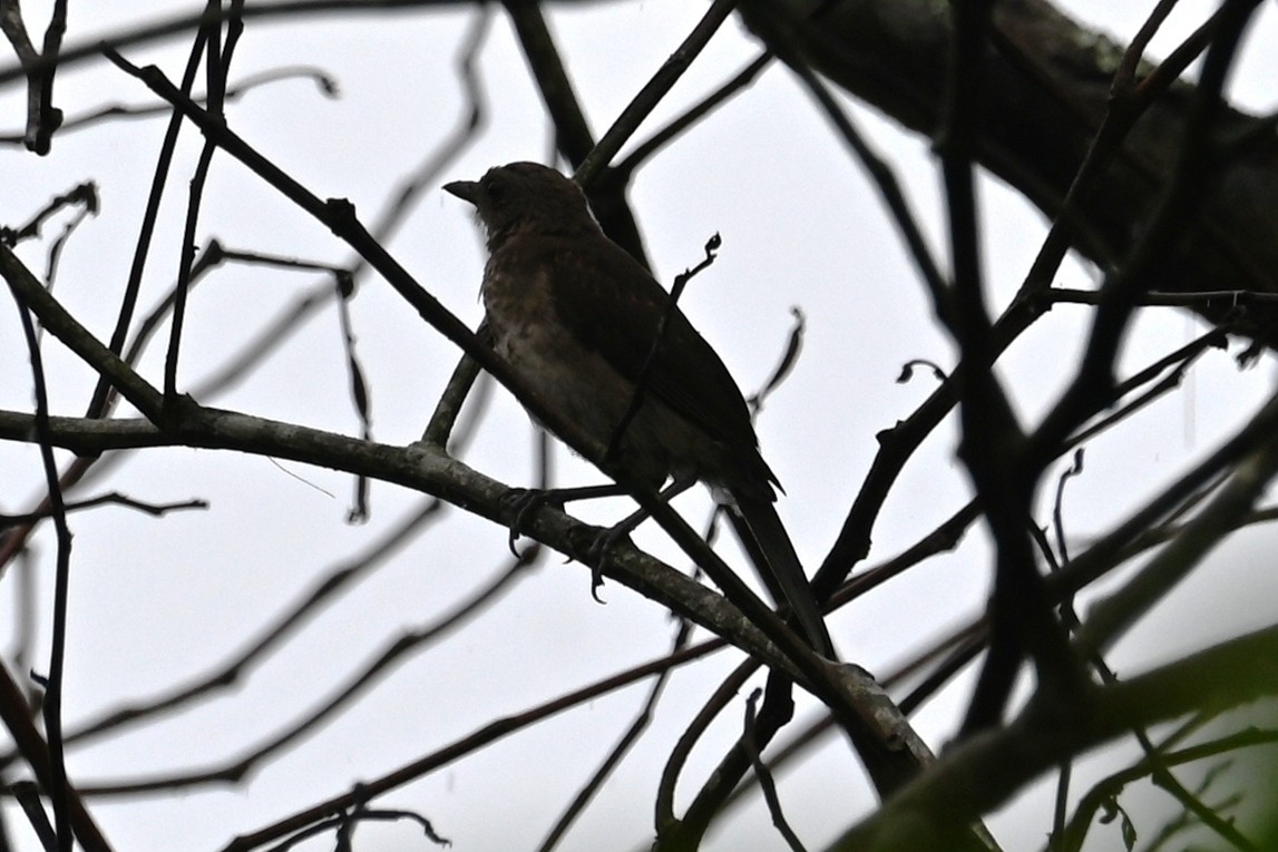 Zorzal Piquinegro (Amazónico) - ML646686801