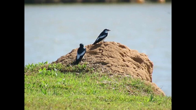 White-winged Swallow - ML646686803