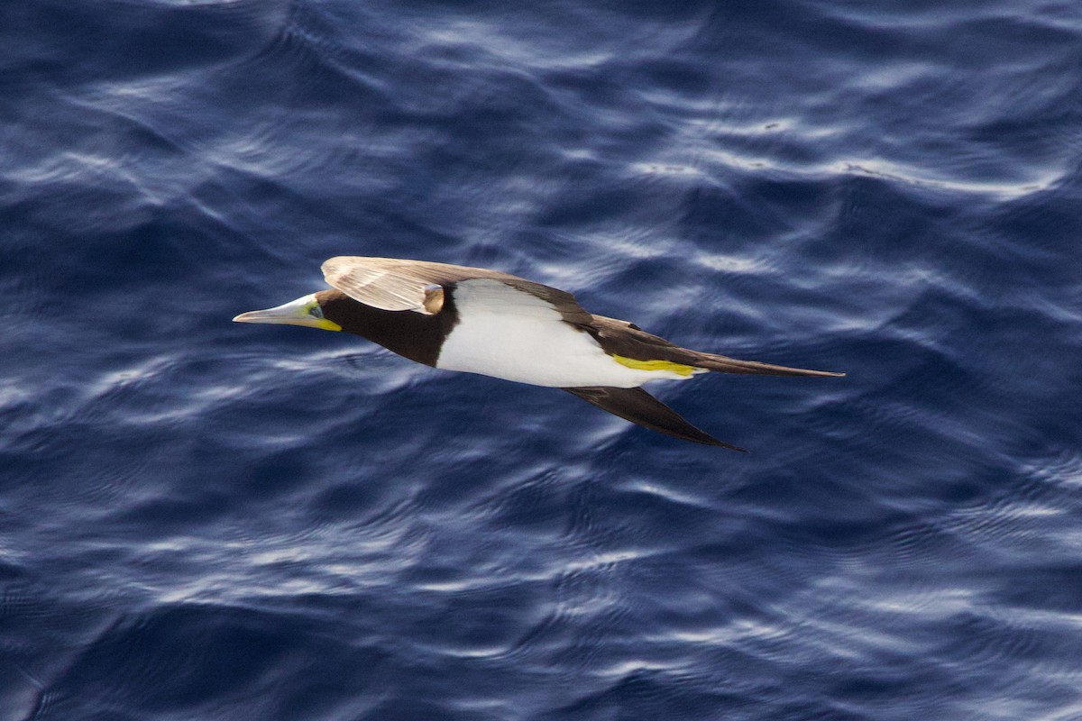 Weißbauchtölpel - ML646686807