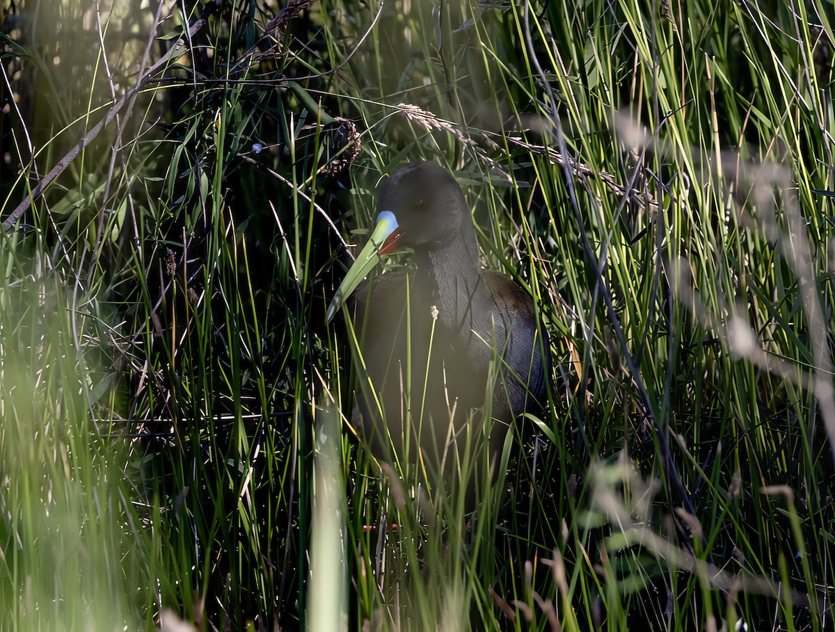 Kurşuni Sukılavuzu - ML646686809