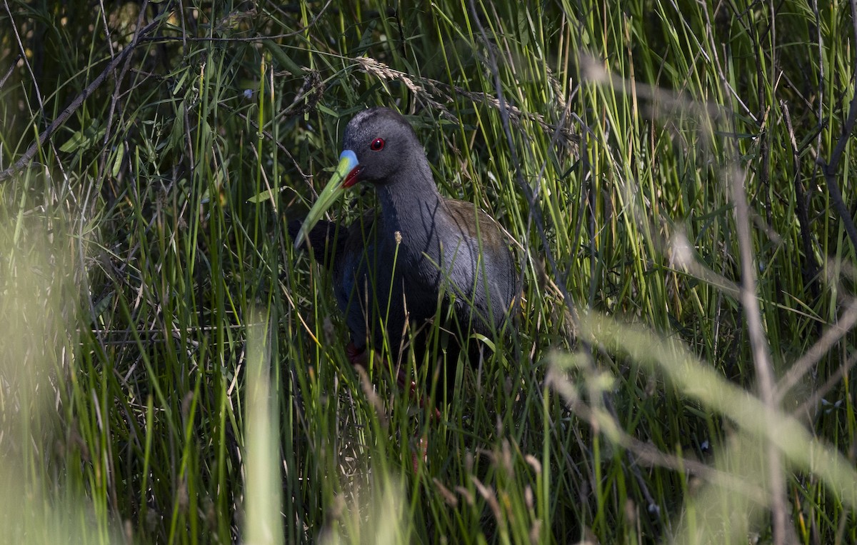 Kurşuni Sukılavuzu - ML646686810