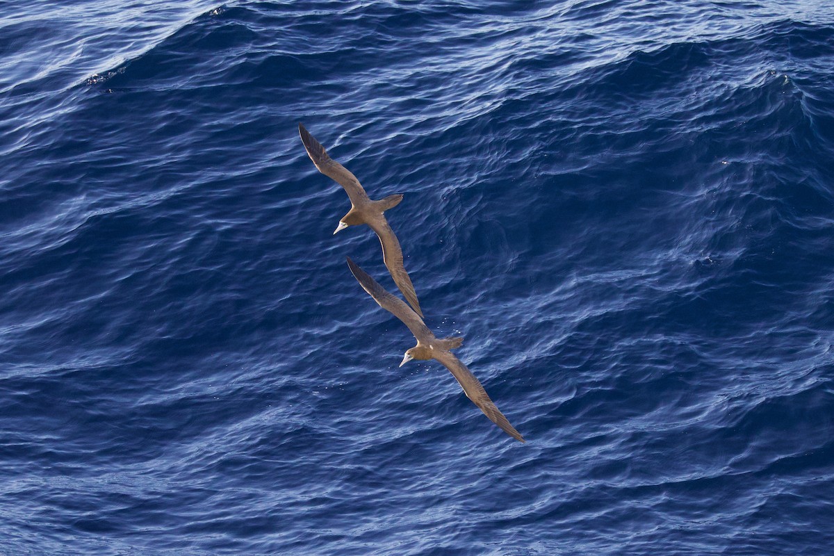 Weißbauchtölpel - ML646686813