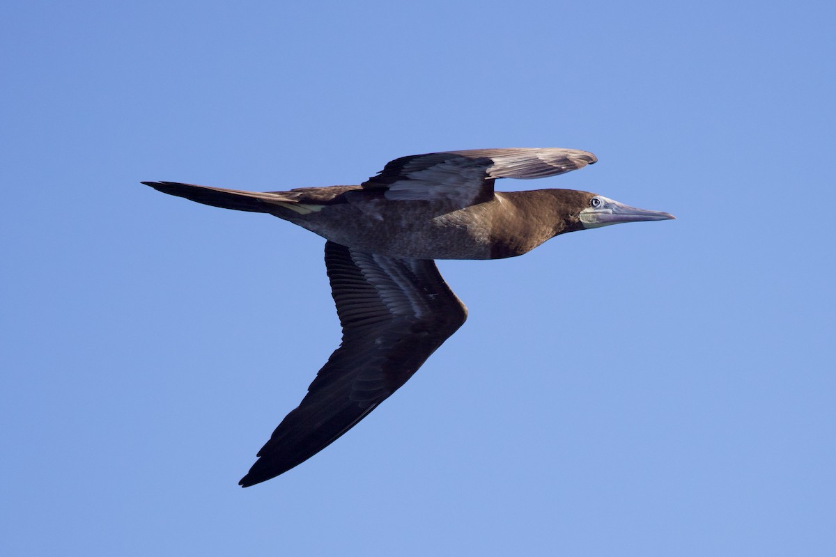 Weißbauchtölpel - ML646686823