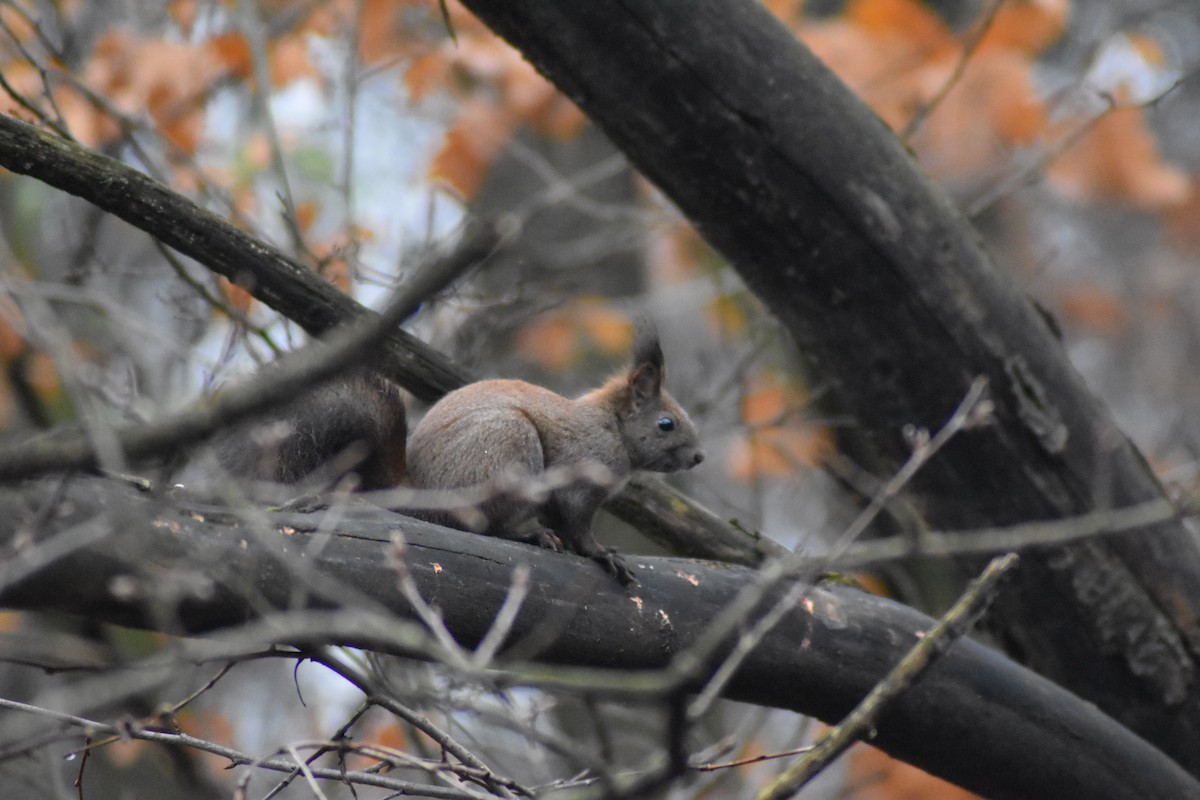 Scoiattolo rosso - ML646686825