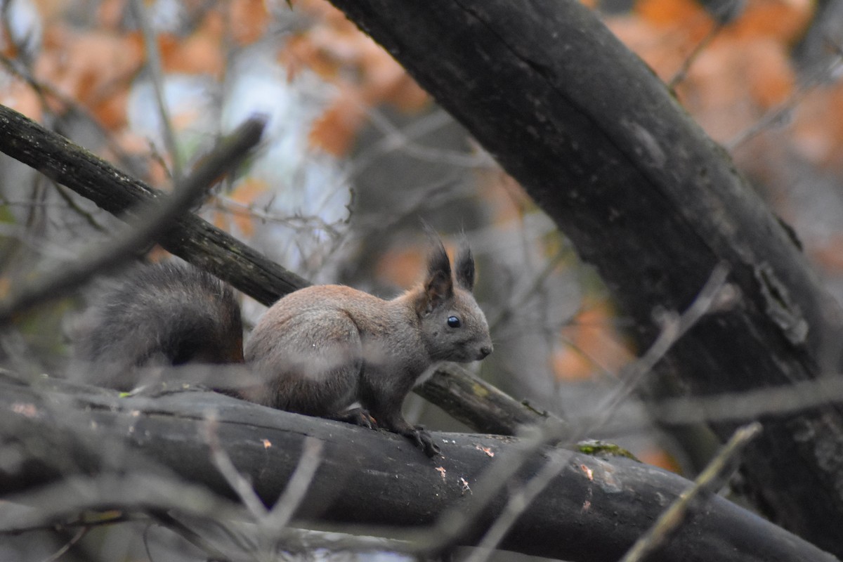 Scoiattolo rosso - ML646686826