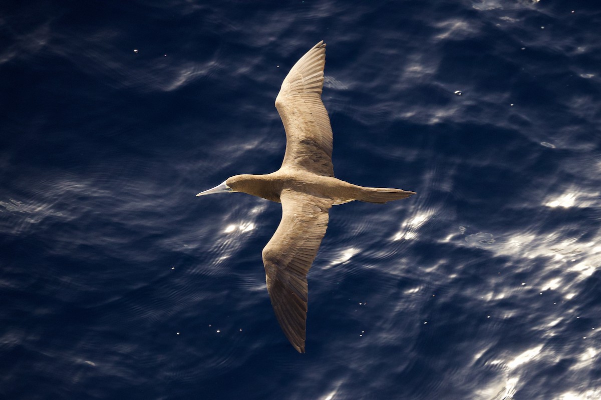 Weißbauchtölpel - ML646686836