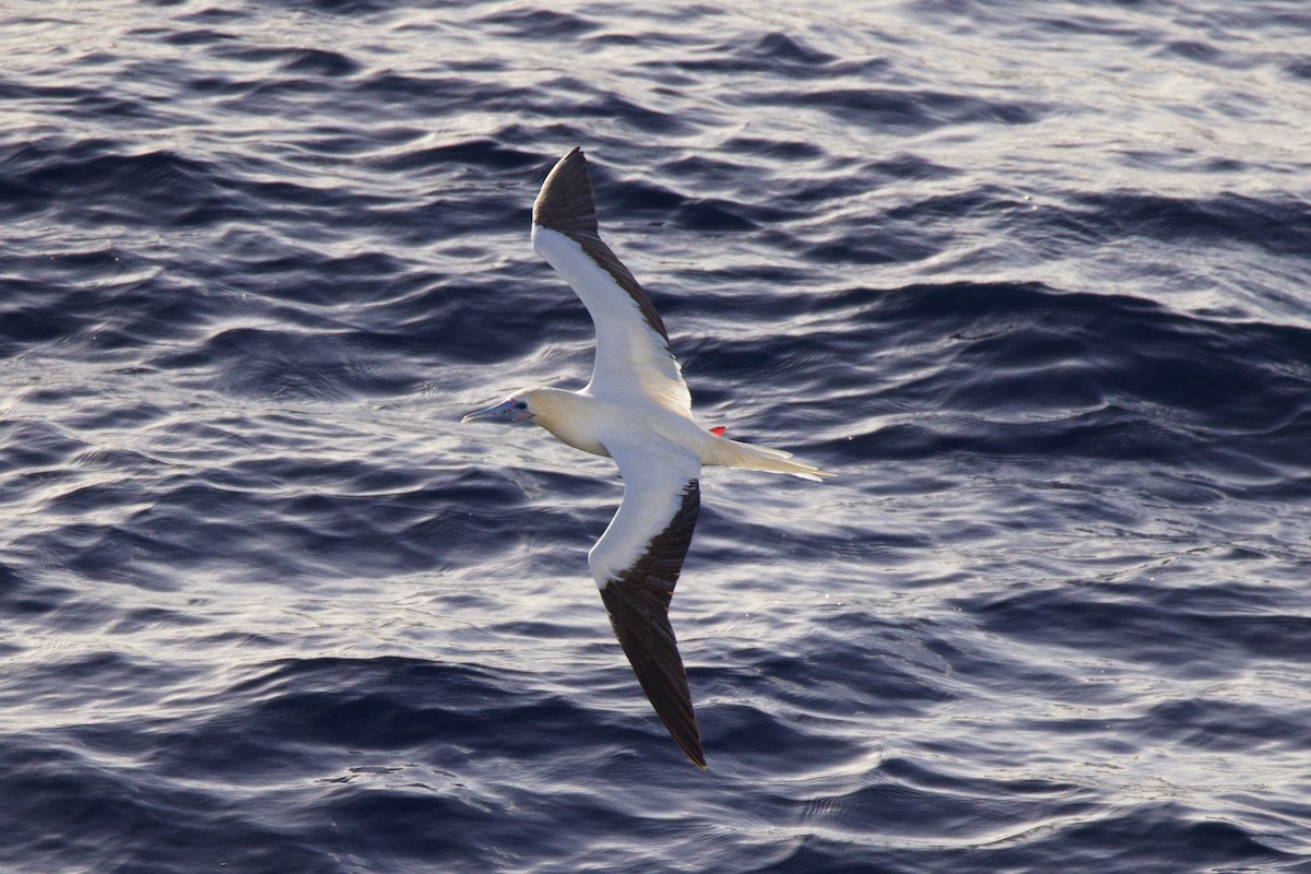 Red-footed Booby - ML646686854