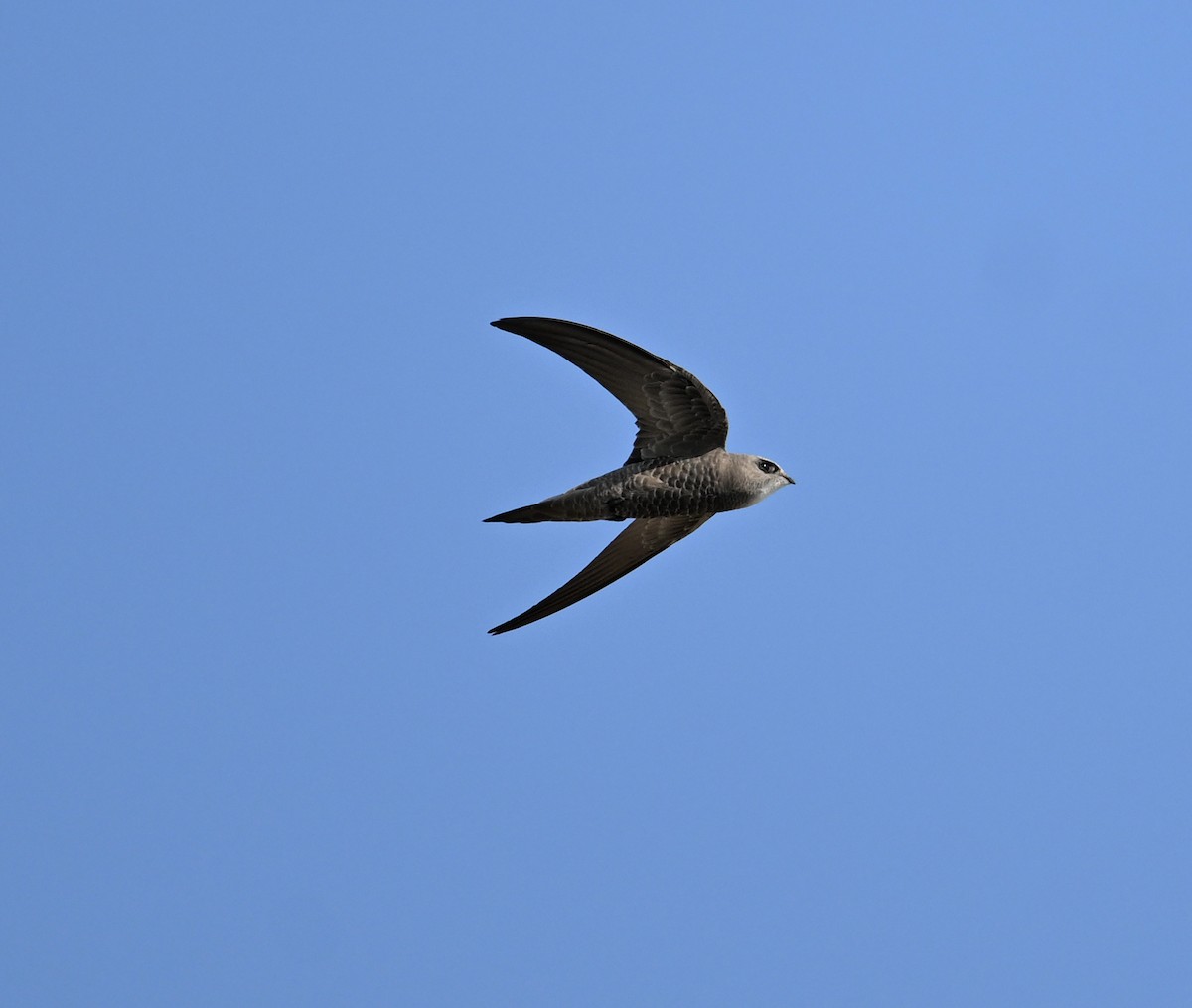 Pallid Swift - ML646686857