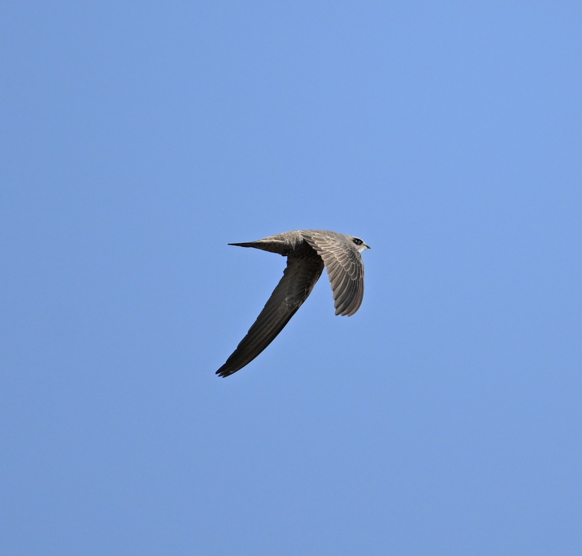 Pallid Swift - ML646686858