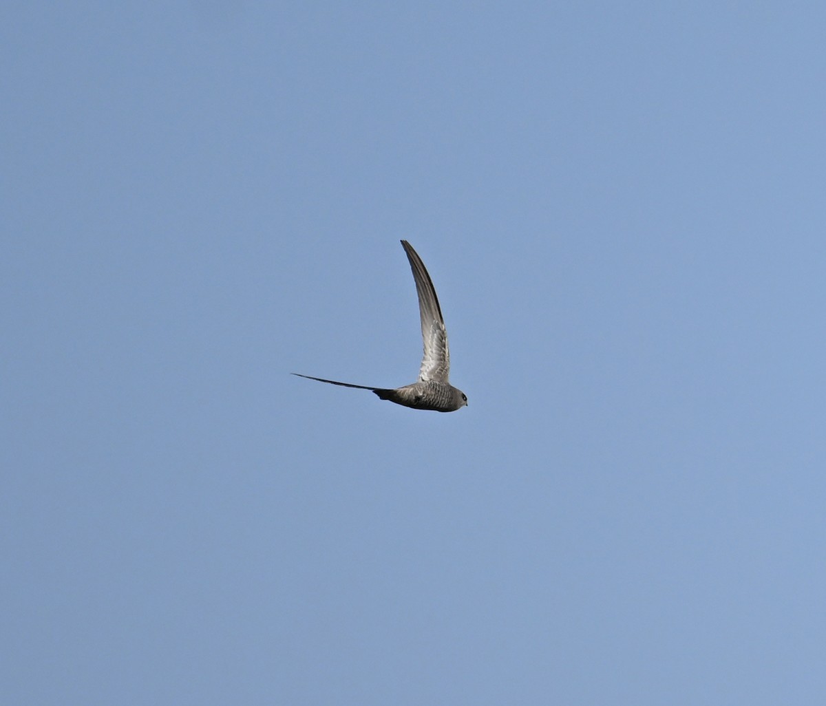 Pallid Swift - ML646686859