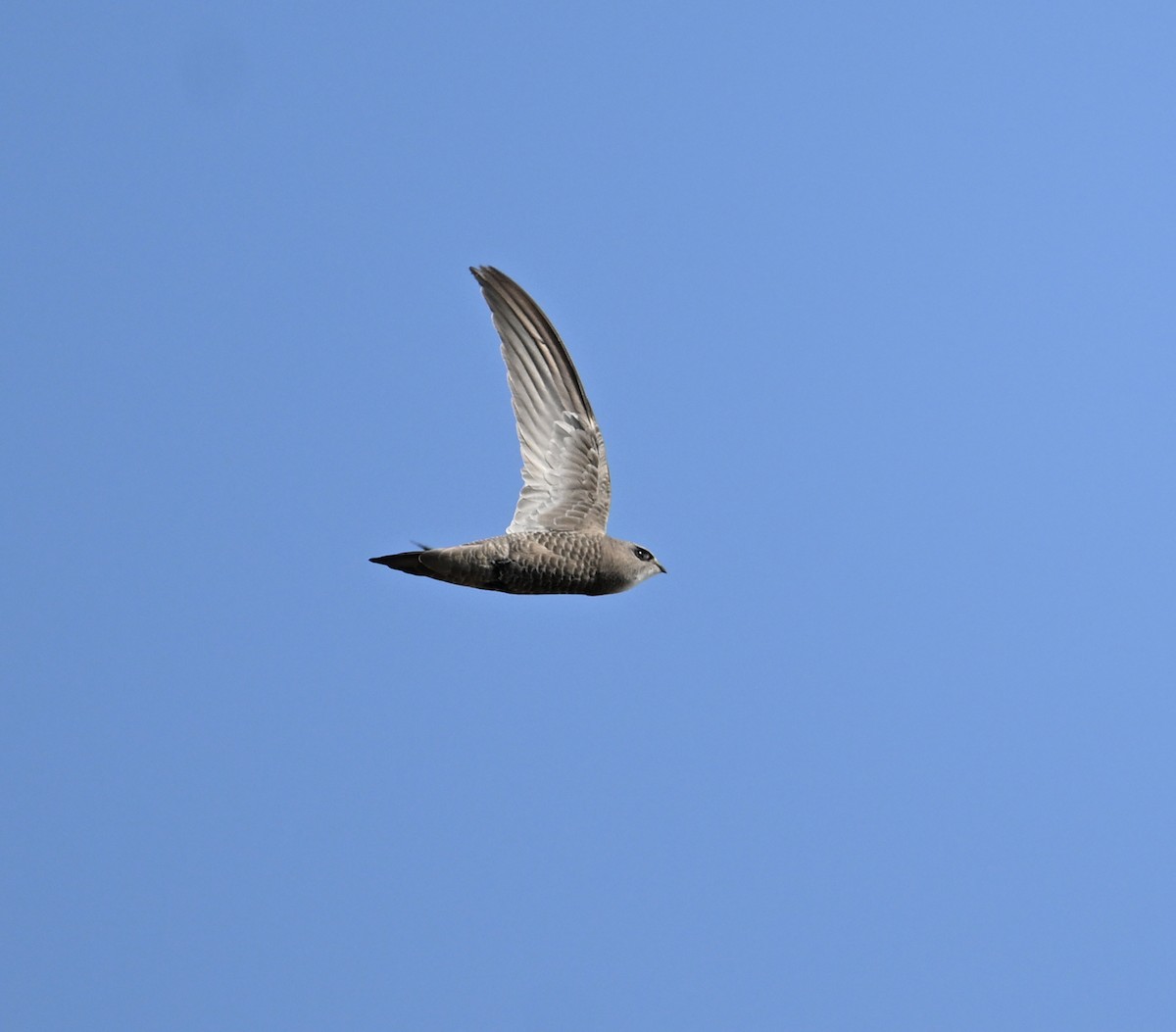 Pallid Swift - ML646686860