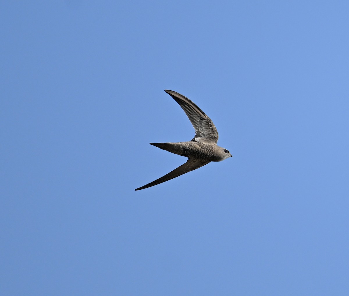 Pallid Swift - ML646686861