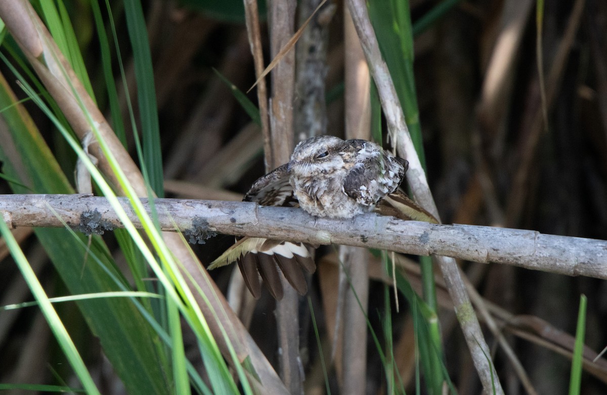 Ladder-tailed Nightjar - ML646686866