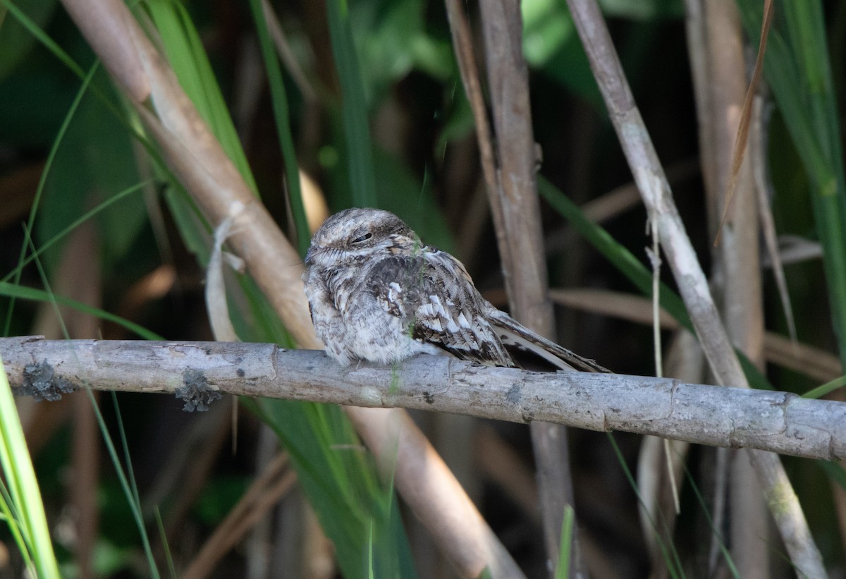 Ladder-tailed Nightjar - ML646686867