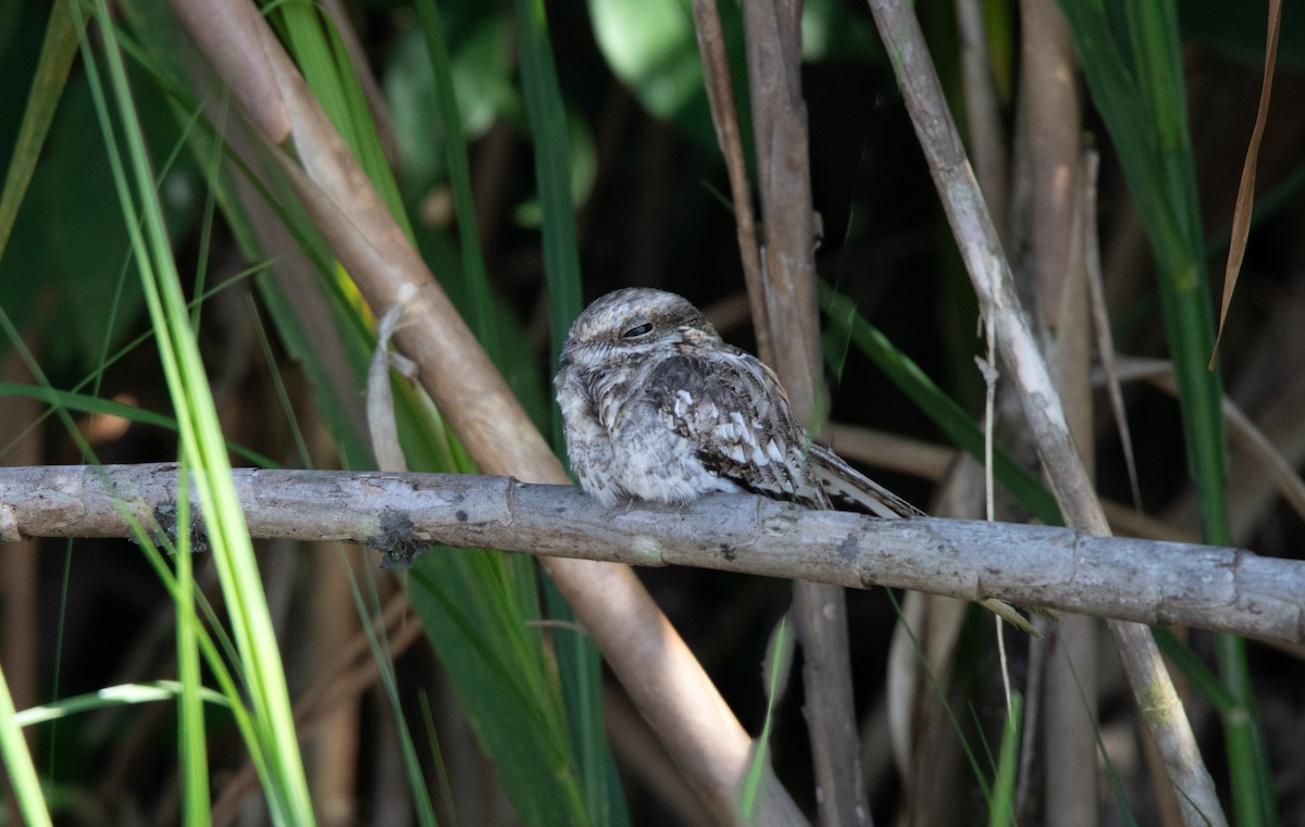 Ladder-tailed Nightjar - ML646686868