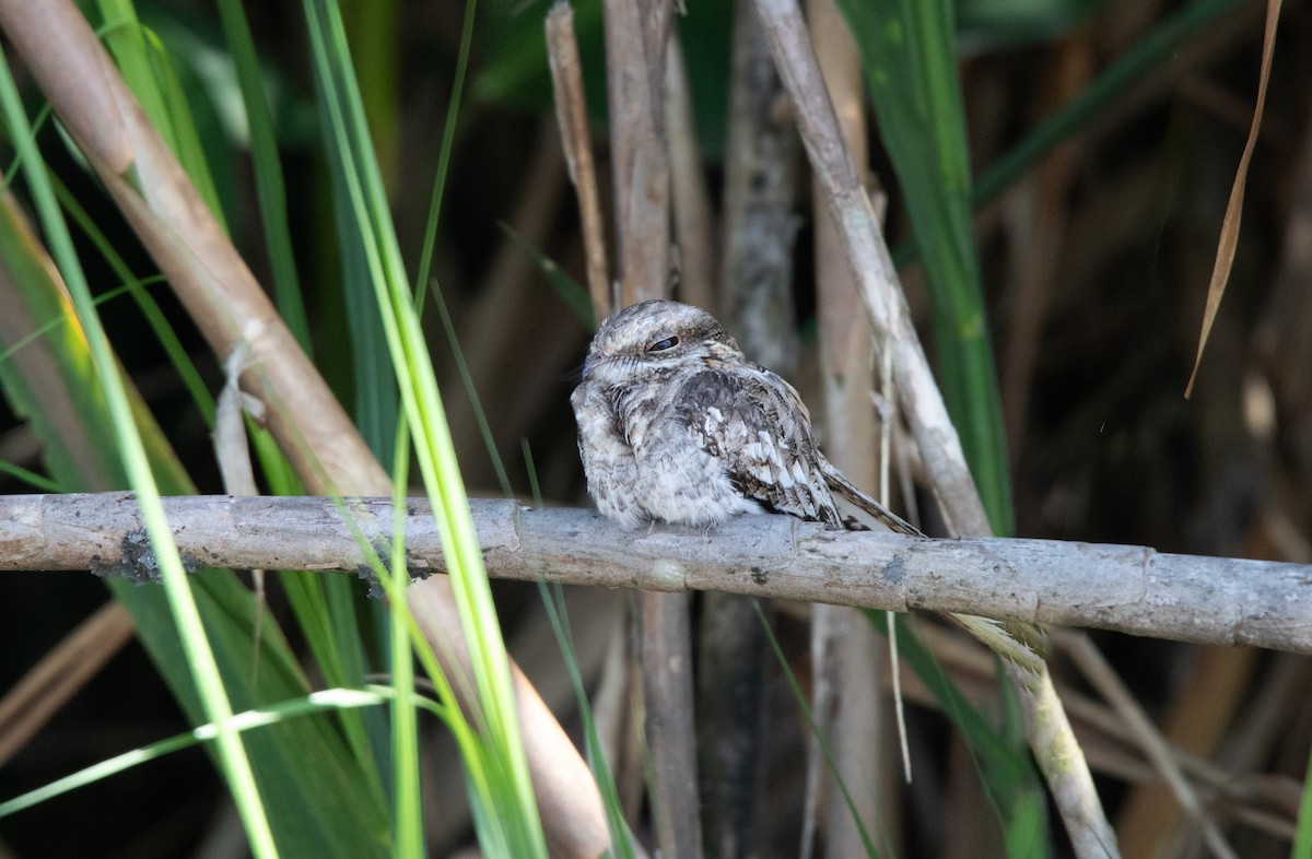 Ladder-tailed Nightjar - ML646686869