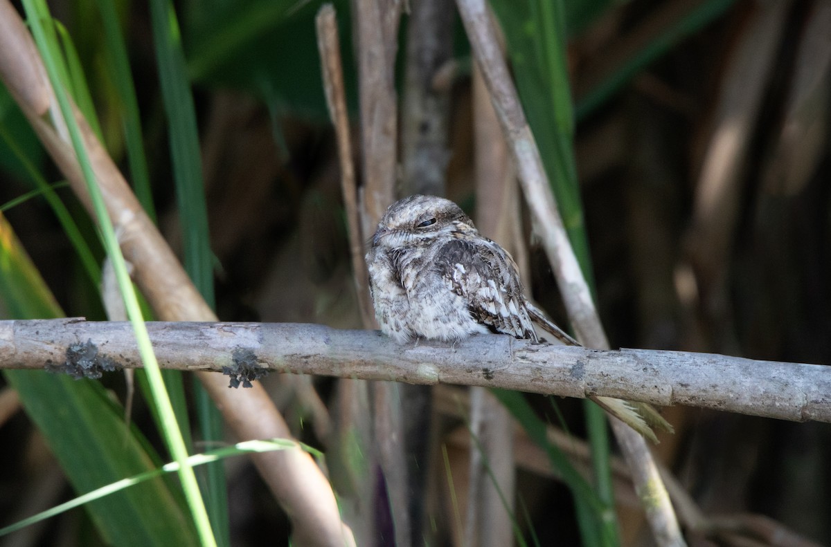 Ladder-tailed Nightjar - ML646686870
