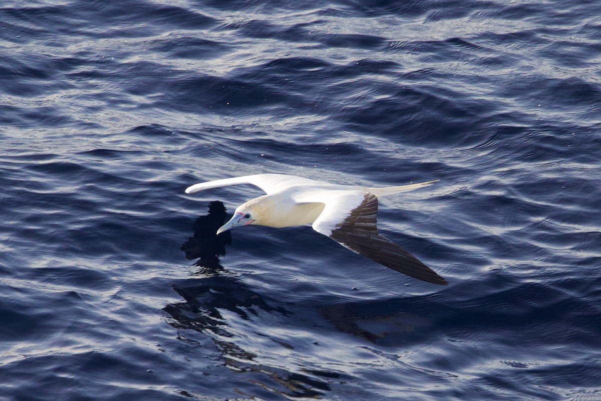 Red-footed Booby - ML646686871